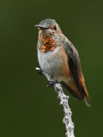 Hummer4.jpg