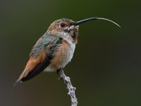 Hummer9.jpg