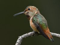 Hummer18.jpg