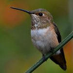 Hummer7.jpg