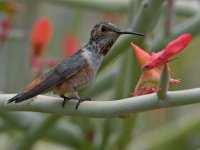 Hummer13.jpg