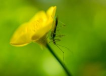 Ringwood Insect 4 (1 of 1).jpg