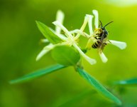Ringwood Insect 3 (1 of 1).jpg