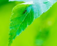 Ringwood Insect 8 (1 of 1).jpg