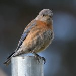 Bluebird3.jpg