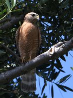 Hawk2.jpg