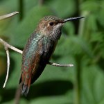 Hummer12.jpg