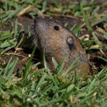 Gopher2.jpg