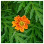 orange-1.jpg