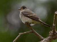 Flycatcher5.jpg