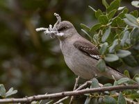 Mockingbird2.jpg