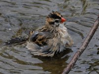 Whydah9.jpg