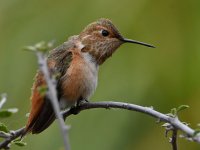 Hummer5.jpg