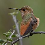 Hummer12.jpg