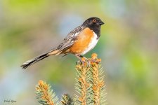 SpottedTowhee-201.jpg