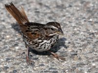 Sparrow4.jpg