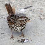 Sparrow6.jpg