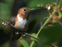 Hummer5.jpg