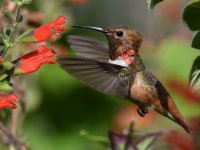 Hummer10.jpg