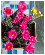 many-blossoms-1.jpg