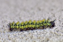 _ROY3089_01.jpg