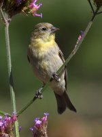 Goldfinch3.jpg