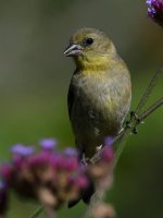 Goldfinch5.jpg