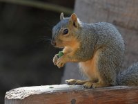Squirrel.jpg