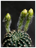 three-buds-1.jpg