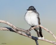 EasternKingbird-225.jpg
