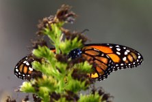 _ROY3369_01.jpg