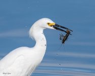 SnowyCrawdad-225.jpg