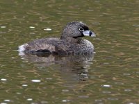 Grebe2.jpg