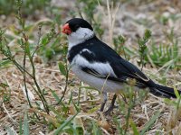 Whydah3.jpg