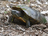 Turtle.jpg
