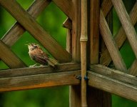 Bird 2 (1 of 1).jpg