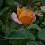 Rose.jpg
