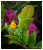 tiny-yellow-1.jpg