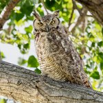 OwlPerched-226.jpg