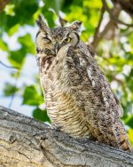 OwlPerched-225.jpg