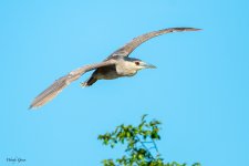 BlackCorownedFlight-208.jpg