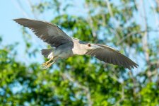 BlackCrownedNHFlight-225.jpg