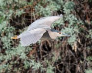 BlackCrownedNHFlight-230.jpg