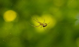 Spider 1 (1 of 1).jpg
