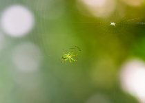 Spider 2 (1 of 1).jpg