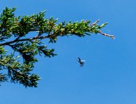 Flying Bug 4 (1 of 1).jpg