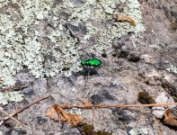 Emerald Bug 1 (1 of 1).jpg