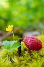 Acorn Sprout 2 (1 of 1).jpg
