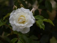 Rose.jpg