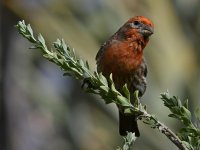 Finch6.jpg